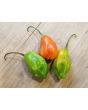 Hot Pepper ‘Aji Rainforest' Seeds (Certified Organic)