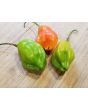 Hot Pepper ‘Aji Rainforest' Seeds (Certified Organic)