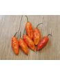 Hot Pepper ‘Black Ghost (Bhut Jolokia x Pimenta de Neyde)' Seeds (Certified Organic)