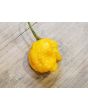 Hot Pepper ‘Trinidad Scorpion Orange’ Seeds (Certified Organic)