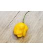 Hot Pepper ‘Trinidad Scorpion Orange’ Seeds (Certified Organic)