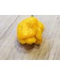 Hot Pepper ‘Trinidad Scorpion Orange’ Seeds (Certified Organic)