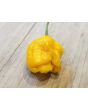 Hot Pepper ‘Trinidad Scorpion Orange’ Seeds (Certified Organic)