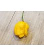 Hot Pepper ‘Trinidad Scorpion Orange’ Seeds (Certified Organic)