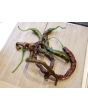 Hot Pepper 'Thunder Cacho Brown' Seeds (Certified Organic)