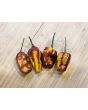 Hot Pepper ‘Pimenta Puma’ Seeds (Certified Organic)