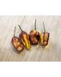 Hot Pepper ‘Pimenta Puma’ Seeds (Certified Organic)