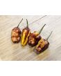 Hot Pepper ‘Pimenta Puma’ Seeds (Certified Organic)