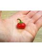 Sweet Pepper ‘Baby Red Bell' Seeds (Certified Organic)