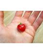 Sweet Pepper ‘Baby Red Bell' Seeds (Certified Organic)