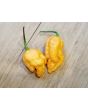 Hot Pepper 'Jay's Peach Ghost Scorpion' Seeds (Certified Organic)