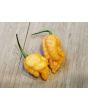 Hot Pepper 'Jay's Peach Ghost Scorpion' Seeds (Certified Organic)