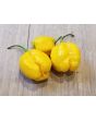 Hot Pepper 'Yellow Carolina Reaper' AKA ‘Reaper Moruga Yellow' Seeds (Certified Organic)