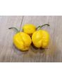 Hot Pepper 'Yellow Carolina Reaper' AKA ‘Reaper Moruga Yellow' Seeds (Certified Organic)