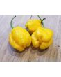Hot Pepper 'Yellow Carolina Reaper' AKA ‘Reaper Moruga Yellow' Seeds (Certified Organic)