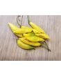 Hot Pepper 'Aji Lemon Drop' Seeds (Certified Organic)