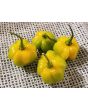 Hot Pepper ‘Yellow Scotch Bonnet’ 