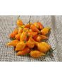 Hot Pepper ‘Carolina Reaper x Bhut Jolokia (Ghost)' Seeds (Certified Organic)