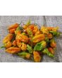 Hot Pepper ‘Ghor Pion' 