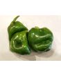 Hot Pepper ‘Aji Dulce' Seeds (Certified Organic)