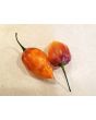Hot Pepper ‘CGN 21500 x Isabela Island Galapagos Habanero' Seeds (Certified Organic)