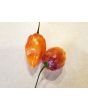 Hot Pepper ‘CGN 21500 x Isabela Island Galapagos Habanero' Seeds (Certified Organic)