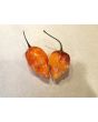 Hot Pepper ‘CGN 21500 x Isabela Island Galapagos Habanero' Seeds (Certified Organic)