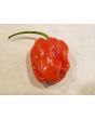 Hot Pepper ‘Aji Chombo' Seeds (Certified Organic)