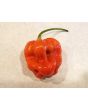 Hot Pepper ‘Aji Chombo' Seeds (Certified Organic)