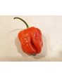 Hot Pepper ‘Aji Chombo' Seeds (Certified Organic)