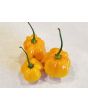 Hot Pepper ‘Orange Scotch Bonnet’ Seeds (Certified Organic)