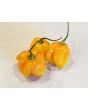 Hot Pepper ‘Orange Scotch Bonnet’ Seeds (Certified Organic)