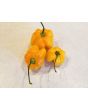 Hot Pepper ‘Orange Scotch Bonnet’ Seeds (Certified Organic)