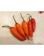 Hot Pepper 'Martin's Carrot' Seeds (Certified Organic)