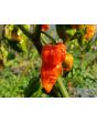Hot Pepper ‘Apocalypse Scorpion’ 