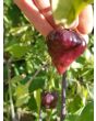 Hot Pepper ‘Purple UFO’ Seeds (Certified Organic)