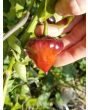 Hot Pepper ‘Purple UFO’ Seeds (Certified Organic)