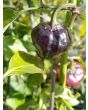 Hot Pepper ‘Purple UFO’ Seeds (Certified Organic)