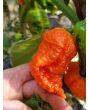 Hot Pepper ‘Peach Carolina Reaper Cross’ Seeds (Certified Organic)