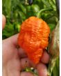 Hot Pepper ‘Peach Carolina Reaper Cross’ Seeds (Certified Organic)