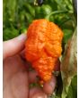 Hot Pepper ‘Peach Carolina Reaper Cross’ Seeds (Certified Organic)