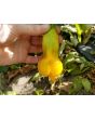 Hot Pepper ‘Erotica/Erotico Orange' Seeds (Certified Organic)