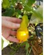Hot Pepper ‘Erotica/Erotico Orange' Seeds (Certified Organic)
