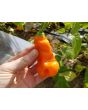 Hot Pepper ‘Erotica/Erotico Orange' Seeds (Certified Organic)