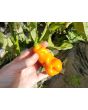 Hot Pepper ‘Erotica/Erotico Orange' Seeds (Certified Organic)