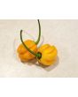 Hot Pepper 'Saco de Velho' Seeds (Certified Organic)