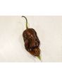 Hot Pepper ‘Chocolate Bhutlah' Seeds (Certified Organic)