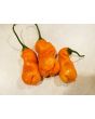 Hot Pepper ‘Erotica/Erotico Orange' Seeds (Certified Organic)