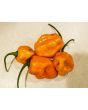 Hot Pepper ‘Roger's Giant Orange Habanero' Seeds (Certified Organic)
