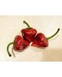 Hot Pepper ‘Purple UFO’ Seeds (Certified Organic)